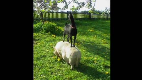 بالفيديو : ماعز متهور يتسلق خنزيرا.. ليأكل