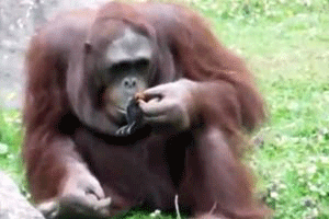 قرد ينتشل بطة صغيرة من الغرق بورقة شجر