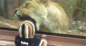 مواجهة بين لبؤة وطفل