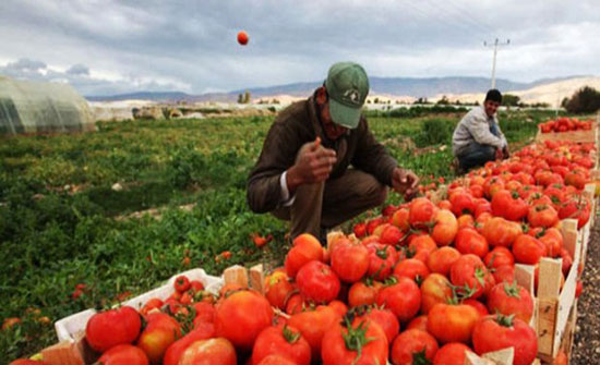 الزراعة: الغاء الرسوم على الصادرات الزراعية حتى نهاية العام