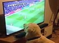 بالفيديو: شاهد كيف تابع هذا الكلب مباراة كرة قدم