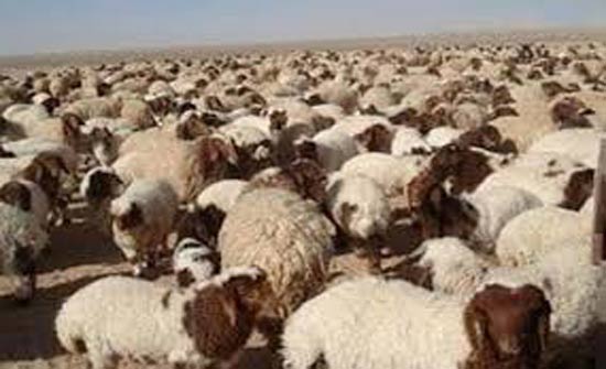 ارتفاع صادرات الاغنام الاردنية العام الماضي ارتفاع صادرات الاغنام الاردنية العام الماضي