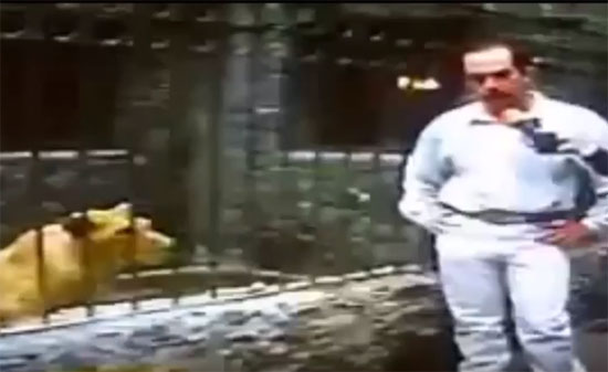 فيديو مرعب : أسد يهاجم رجل ويأكل ذراعه داخل حديثة حيوانات