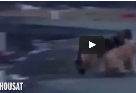 شاهد.. ذئب يخطف كلبا من منزله قبل قتله