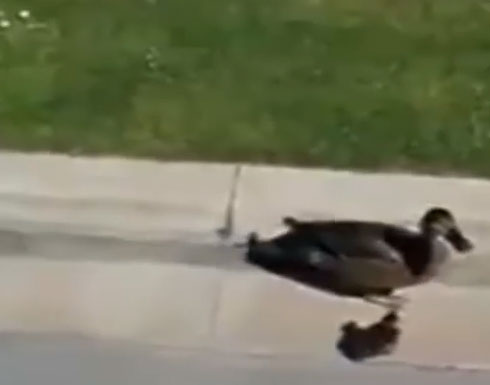 انقاذ فراخ بط علقت داخل بالوعة