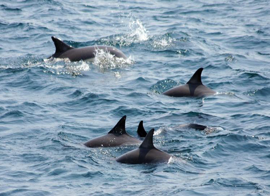 الدلافين تتخاطب بطريقة شبيهة بالبشر