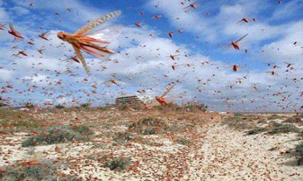 اسراب من الجنادب والجراد تغزو مساحات زراعية واسعة في الطفيلة  