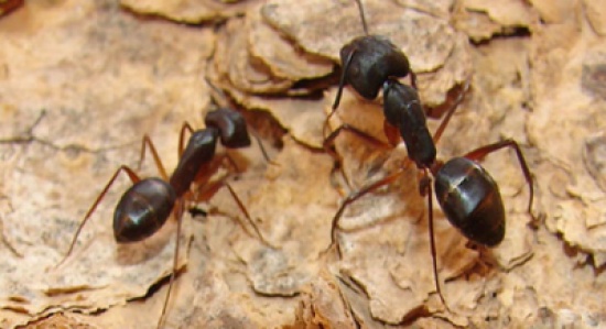 لدغة النملة كلها فوائد ... تعرف عليها