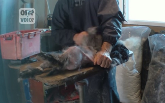 مشاهد صادمة .. هكذا يُعذبون الأرانب لنزع فرائها لاستخدامه في صناعة الأزياء!