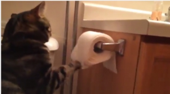 قط يسحب لفة ورق الحمام و يطويها