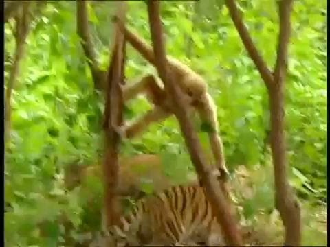 أطرف مشهد في عالم الحيوان