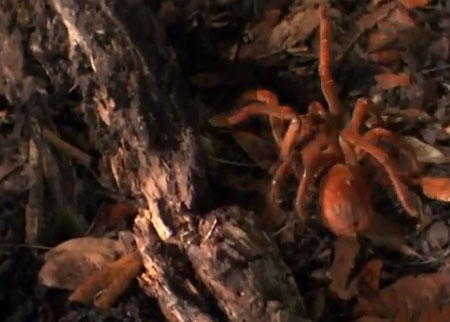 العنكبوت الأكبر في العالم