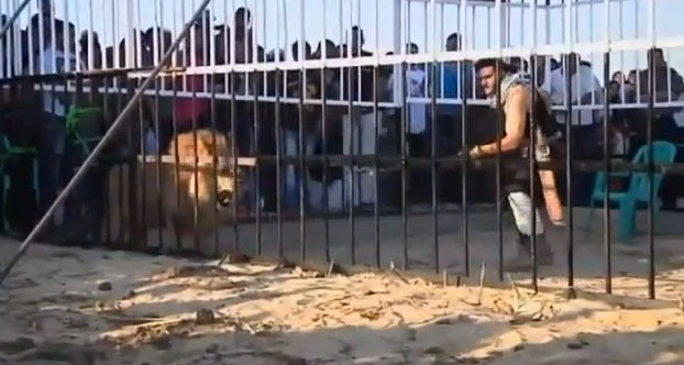 شاب مصري يصارع الاسد في القفص 2011 