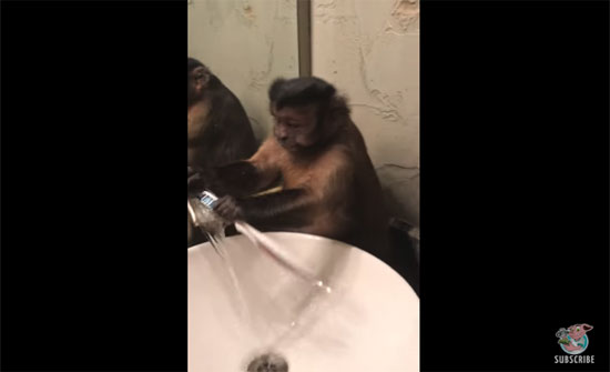 فيديو ظريف لقرد يستخدم فرشاة اسنان