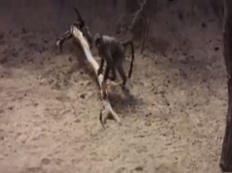 الحيوانات عندها كاميرا خفية