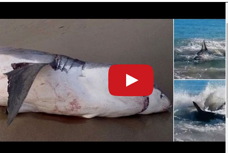 سمكة قرش تبتلع أسدا وتموت