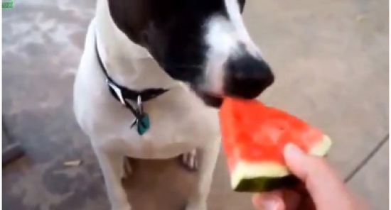 حيوانات تأكل البطيخ