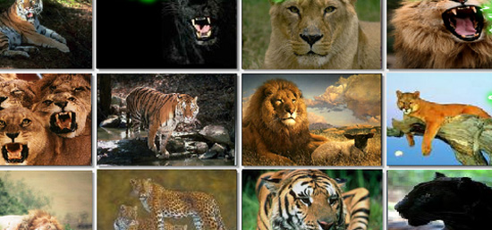 بالصور - شاهدوا أول حيوان ثدي إنقرض حديثاً!