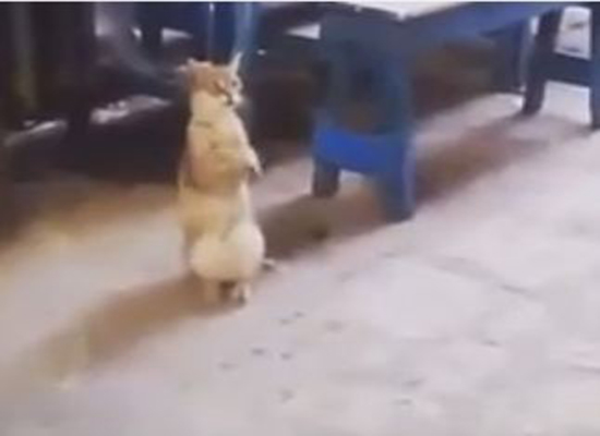 مقالب مضحكة "من الأخر"