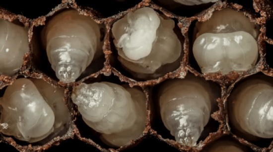 شاهد.. أول 21 يوم من حياة النحل.. في 60 ثانية