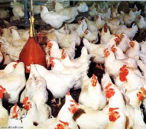 اتحاد مزارعي الدواجن يبحث استيراد الاعلاف من بلغاريا 