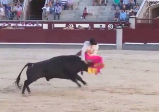 بالفيديو .. ثور هائج يهاجم مصارعين!