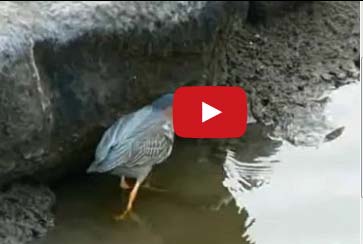 طائر "داهية" يصطاد السمك بفتات الخبز