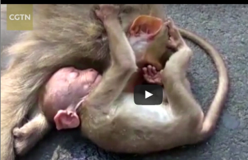 بالفيديو.. لقطات مؤثرة لقرد صغير يبكي بجوار جثة والدته