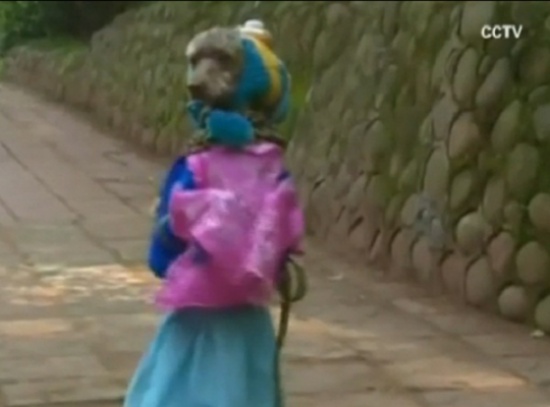 شاهد: كلب بالزي المدرسي ويسير علي قدميه