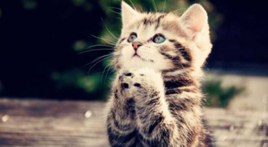 الوحدة والكبت يدفعان عجوزاً يمنياً لاغتصاب قطة