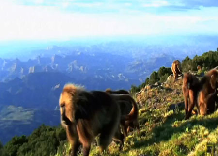 عالم القرود