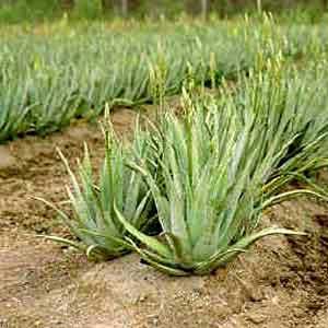 ورشة عمل تدعو لزراعة نباتات مقاومة للجفاف