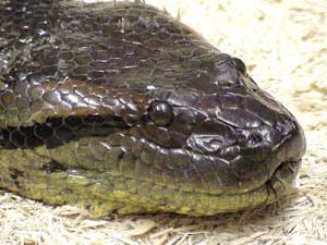 صبي ينجو من افعى ضخمة في المفرق 