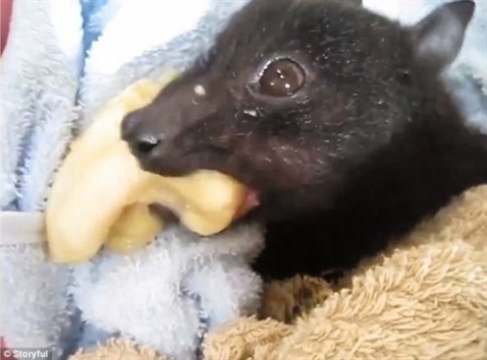 بالصور.. "خفاش" يتناول الموز بشراهة