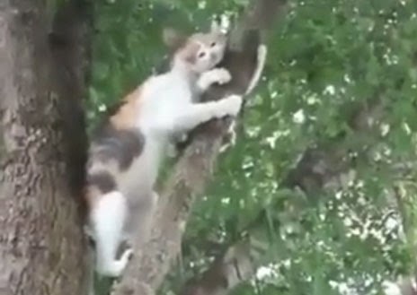 قط يطلب المساعدة من أمه !