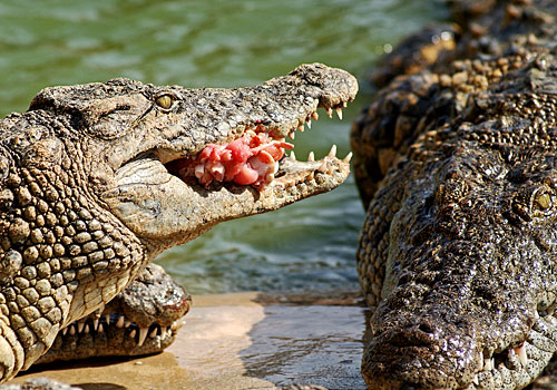 إمرأة تنتحر بإلقاء نفسها وسط 1000 تمساح !