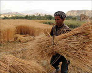 الجفاف يفاقم الوضع الغذائي بأفغانستان الجفاف يفاقم الوضع الغذائي بأفغانستان