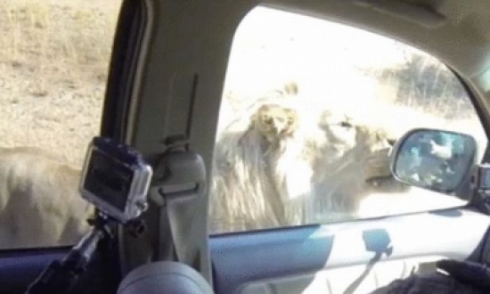 بالفيديو .. طاقم تصوير محاصر بأسد يسخرون منه