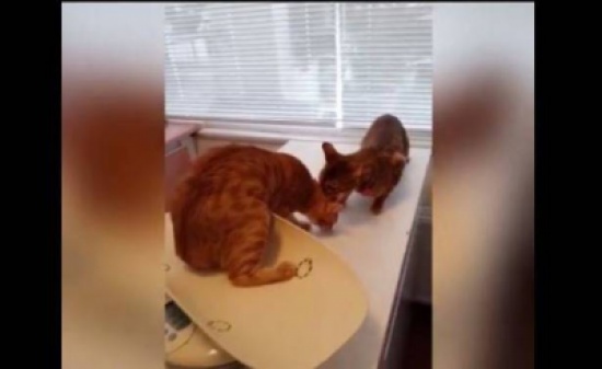 بالفيديو.. قطّة تحاول إنقاذ أُخرى من الطّبيبة!