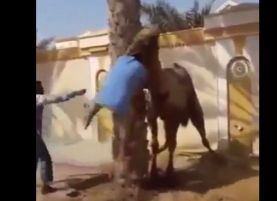 بالفيديو : ماذا فعل الجمل برجال ارادو نحره ..؟ بالفيديو : ماذا فعل الجمل برجال ارادو نحره ..؟
