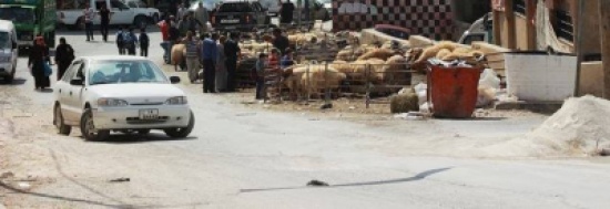 انتشار زرائب الاضاحي على جوانب الشوارع يشكل خطورة على الحركة المرورية انتشار زرائب الاضاحي على جوانب الشوارع يشكل خطورة على الحركة المرورية