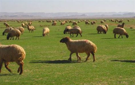 فتح ألف دونم للرعي الشهر المقبل
