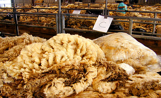 إتلاف 75% من جلود الأغنام سنويا في الزرقاء لعدم دباغتها