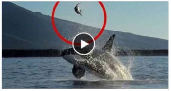 مشهد عجيب جداً لحوت قاتل يلعب بسلحفاة بحرية قبل أكلها!