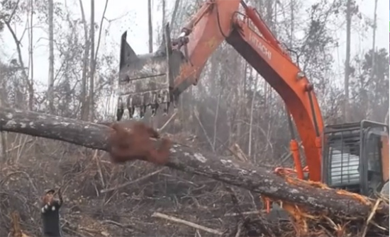 فيديو مؤثّر:حيوان يمنع جرافة من قطع الأشجار!