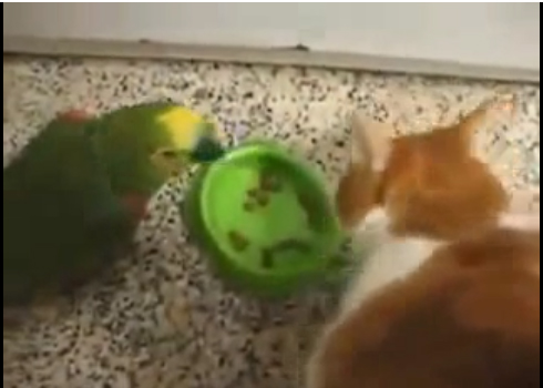 الببغاء و القط