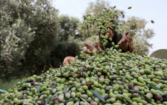 وحدة ارشاد زراعي الزرقاء توجه نصائح في قطاف الزيتون وحدة ارشاد زراعي الزرقاء توجه نصائح في قطاف الزيتون