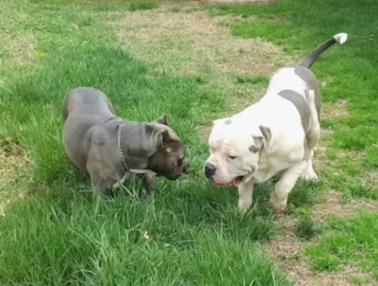 بالفيديو.. كلبان ينشهان رقبة سيدة مُسنة!