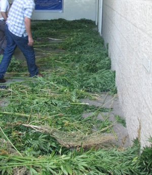 الأمن يداهم مزرعة ويضبط 80 كيلو غرام من مادة المارجوانا  ويعتقل 3 اشخاص جنوبي عمان