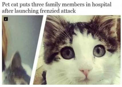 قطة تضع أسرة كاملة في المستشفى ببريطانيا